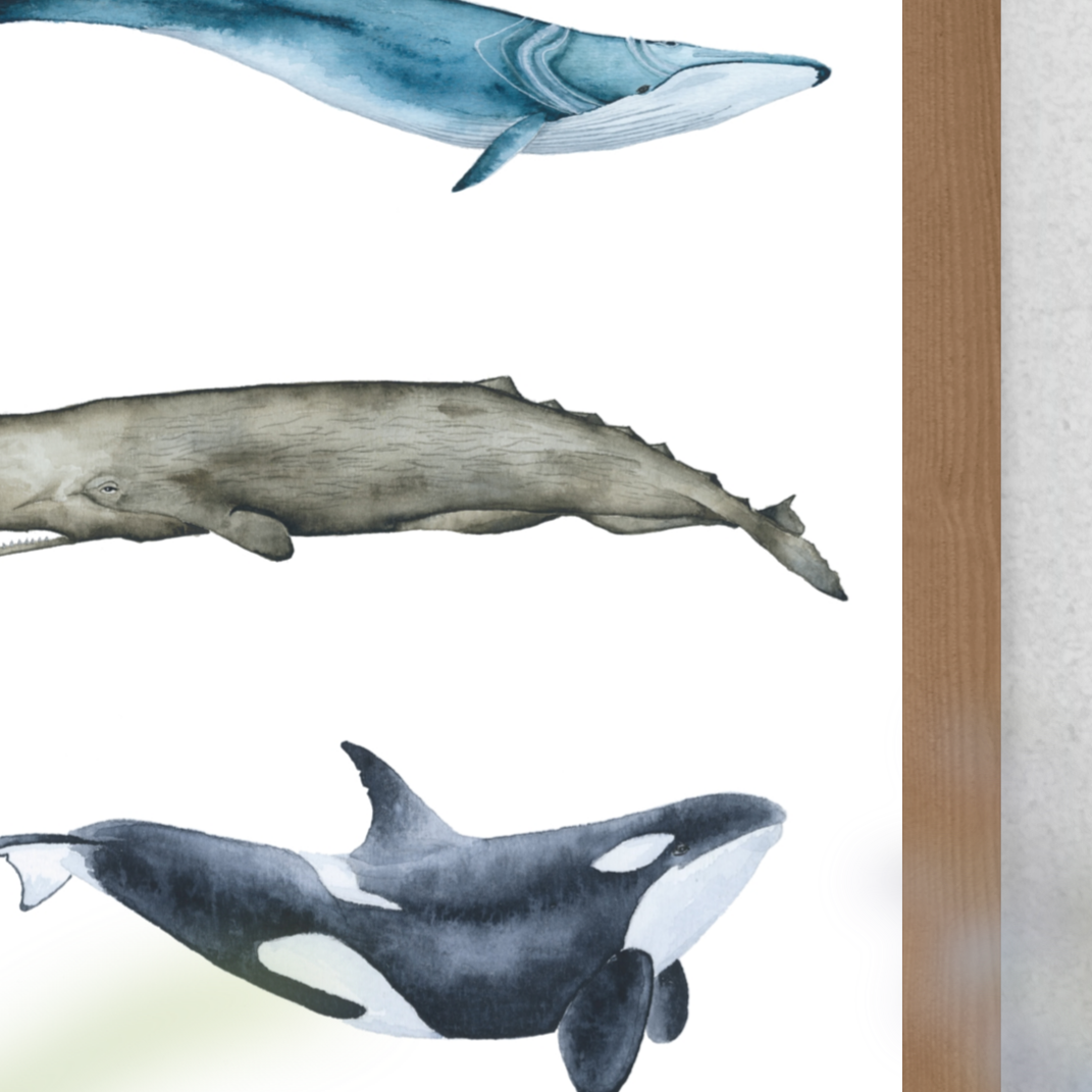 Rorcual, cachalote y orca