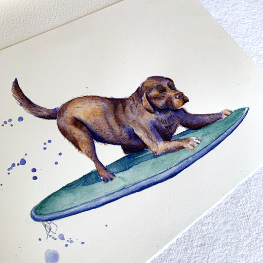Labrador surfer