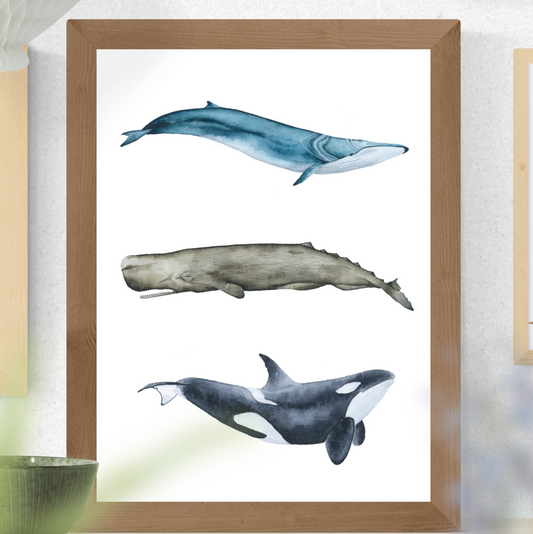 Rorcual, cachalote y orca