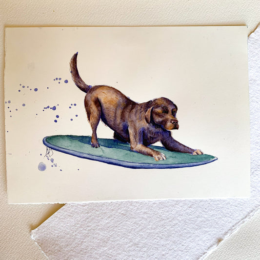 Labrador surfer