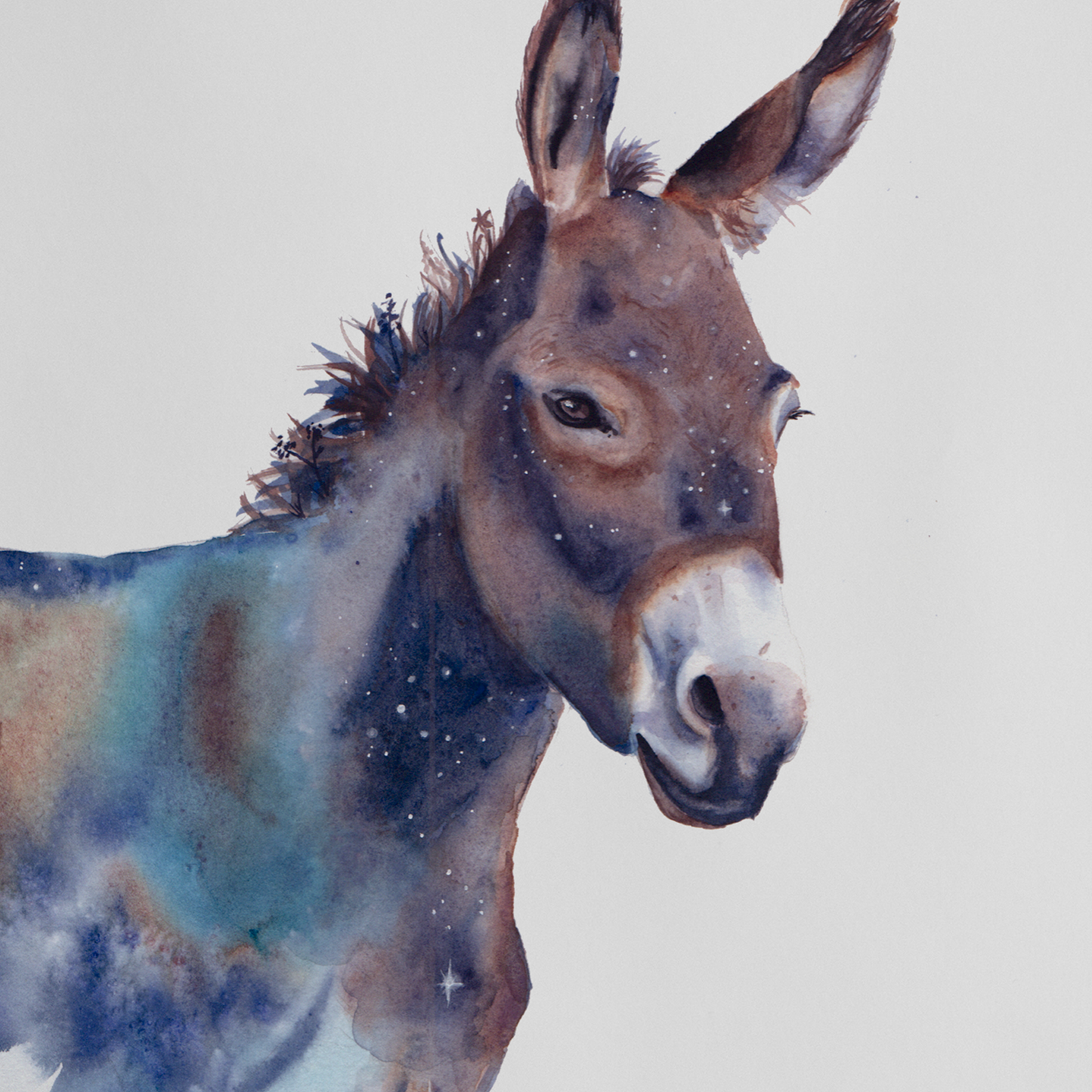 Burro